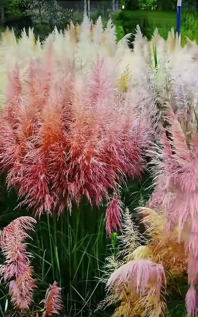 昆明芦苇拍摄秘境TOP1!居然不是草海隧道公园?