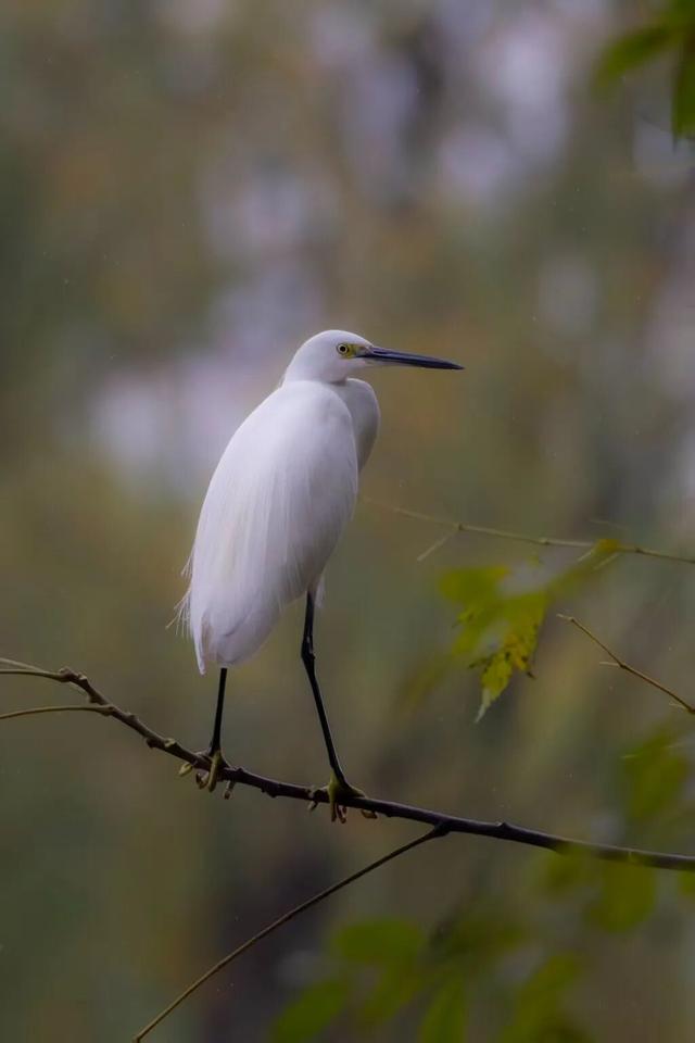 观鸟季来啦！在西安赴一场与候鸟的约会