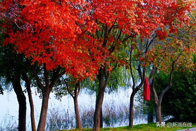 立冬已至，潍坊的秋意仍浓，这里的风景绝美