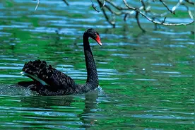 简媛：黑天鹅图片