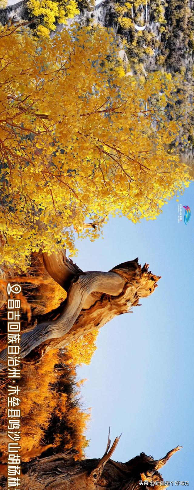 新疆赏胡杨最全攻略