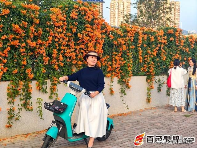 冬末春初赏佳景，百色城区炮仗花进入最佳观赏期