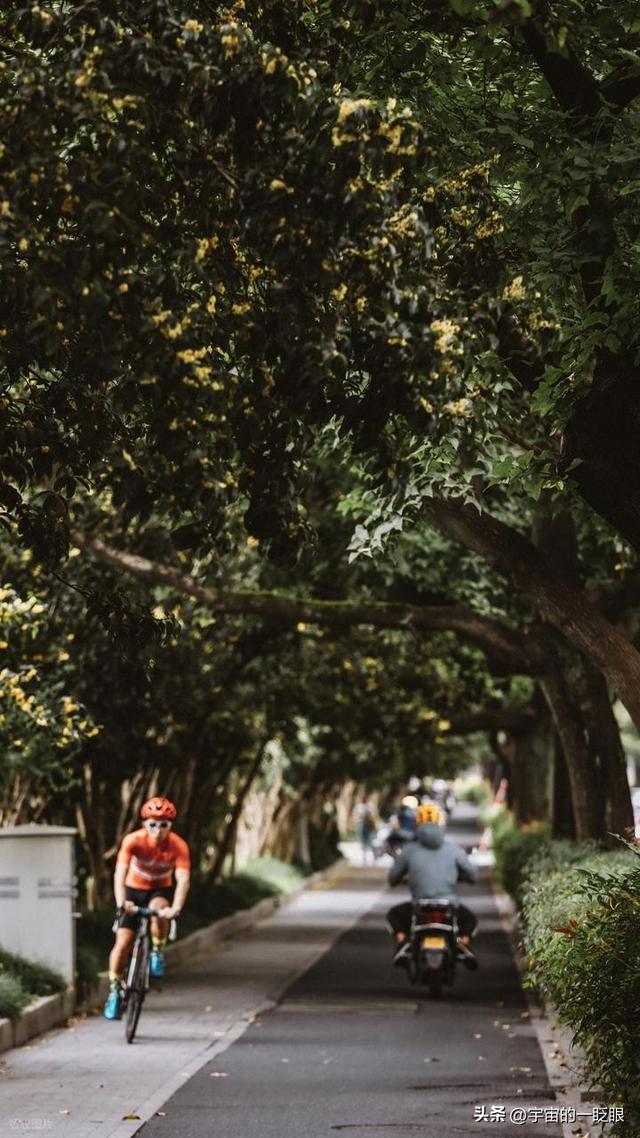 西湖寻趣：一场与荷花的“捉迷藏”之旅