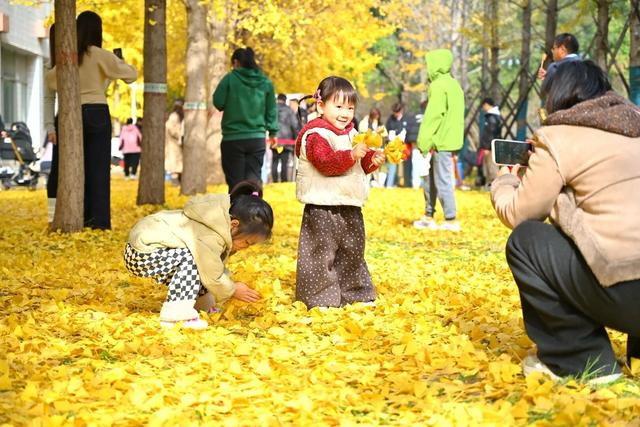 石家庄文旅创新场景融合!高校银杏节变身“青春文旅会客厅”