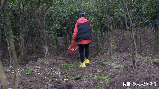 周末，来沙坪坝采“野味”呀~（附宝藏民宿/营地清单）