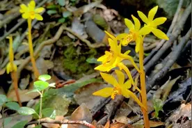 三明山涧发现3株！极度濒危，全球发现总数不到百株图片