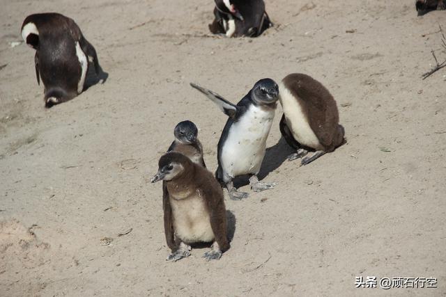 南部非洲：南非开普敦企鹅岛