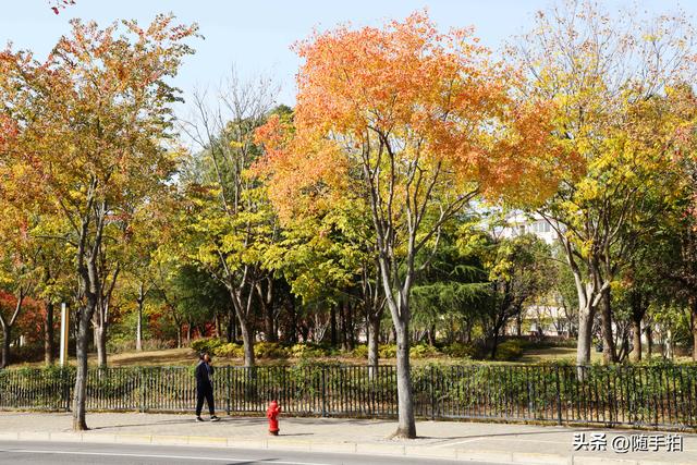 上海：闵行“小外滩”的乌桕“换妆”秋意浓错过成“遗憾”