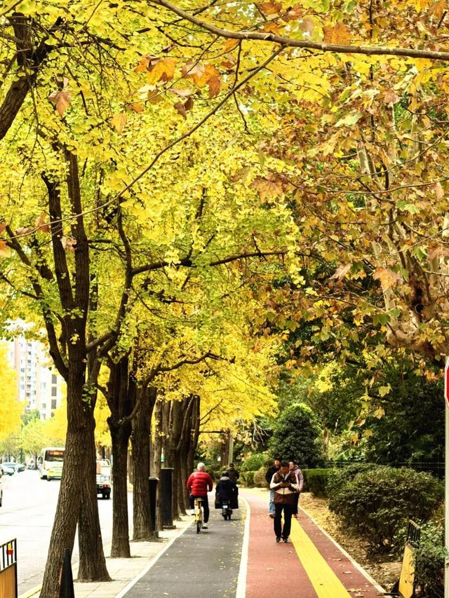 秋色浓度已拉满，谁还没偶遇申城街头的 “赤橙黄绿交响曲”？