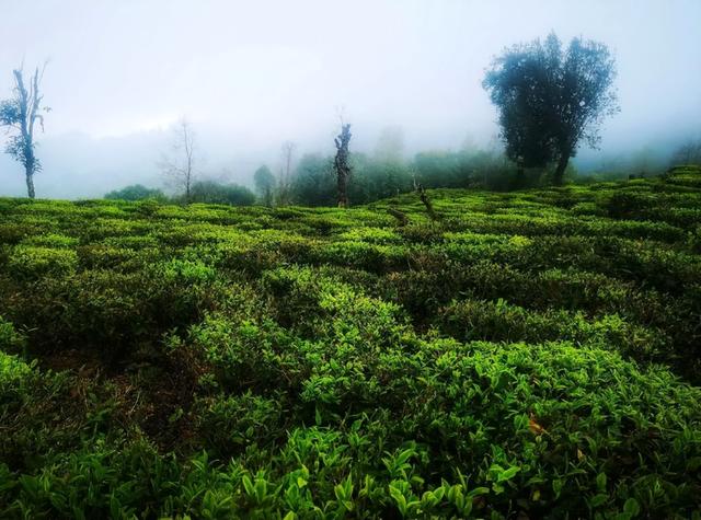 云南大姨被蜜蜂狂蜇，满脸蜂刺求助，过路司机惊呆，网友直呼惊险