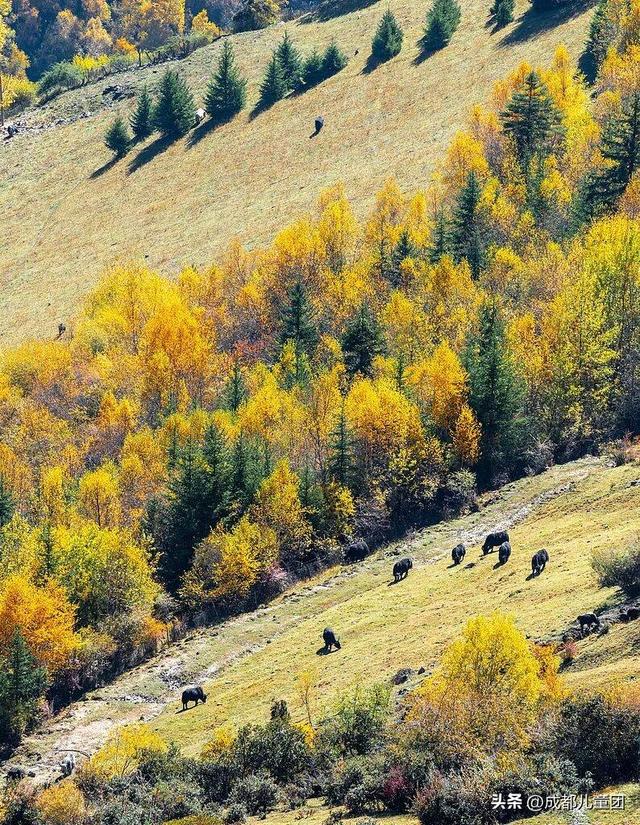 成都不远！这三个地方的红叶，美得很超过！