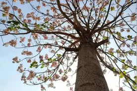 三分钟了解泡桐树图片