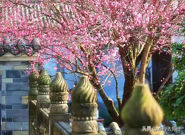 成都赏梅花的寺庙，你该去哪个？青砖红墙，一派梅花盛景，免费！