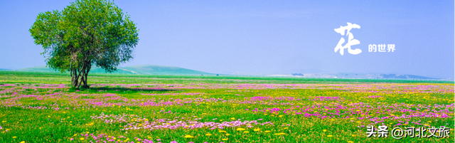 河北到底哪里美 | 畅玩河北坝上之承德围场篇