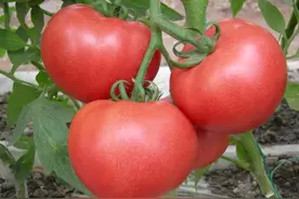 西红柿具有哪些营养价值？别小看西红柿，它的营养价值超乎您想象图片