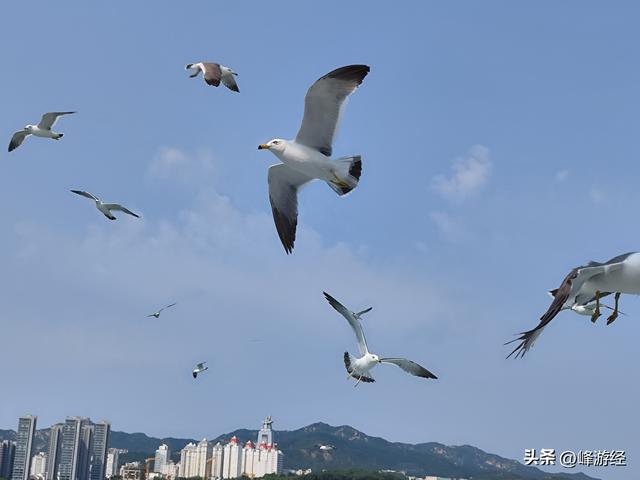 海鸥伴飞登上刘公岛，徒步探秘从甲午战争陈列馆到东泓炮台