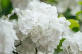 4月“顶流”绣球花开好了！武汉这些赏花点别错过图片