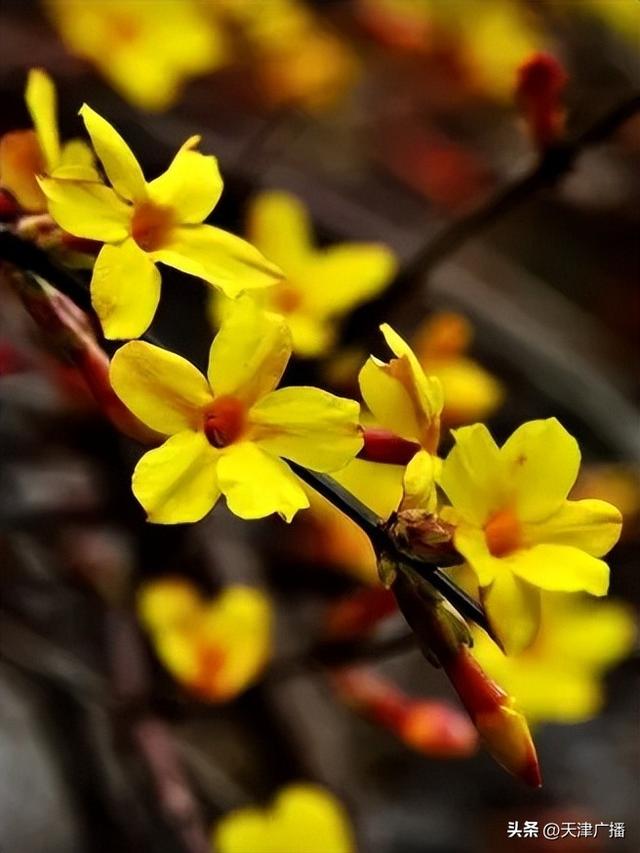 最新 | 天津水上公园公告！