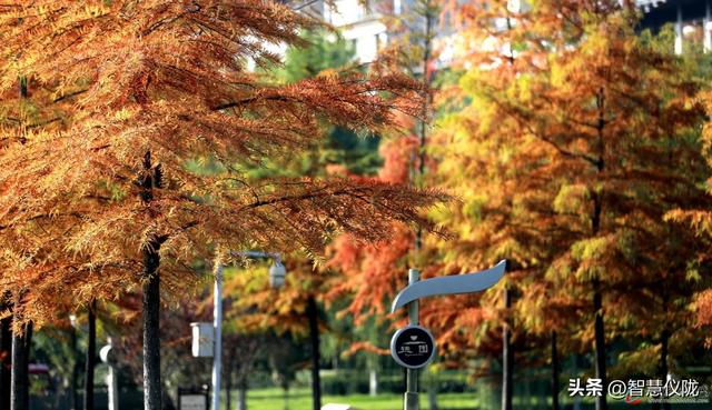 仪陇德园「初冬调色盘」已上线！限定美景正当时，快带家人朋友打卡！