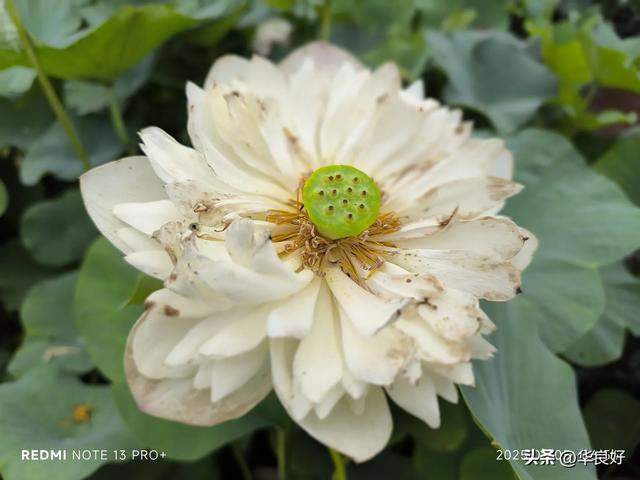 花艳叶新 “荷”你相遇——古漪园观荷记