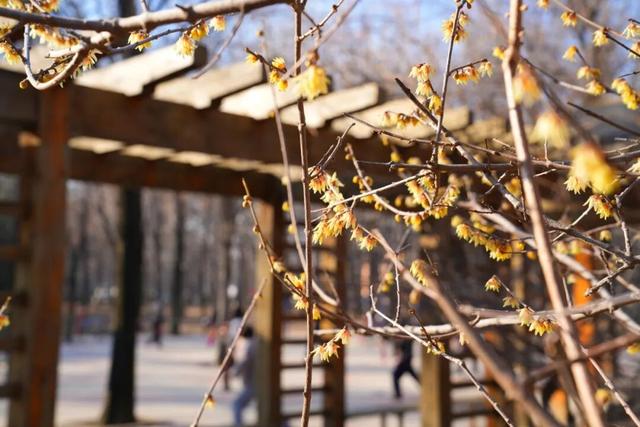 开了！开了！来闻一闻广饶2026年的第一缕花香！