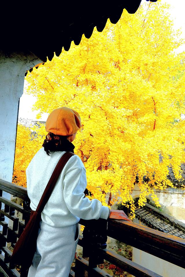 银杏铺金时,赴一场惠山古镇的秋约