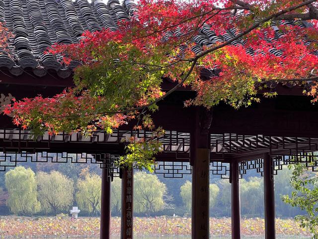 如花如画，每年一见的杭州红叶季到了，错过再等一年。