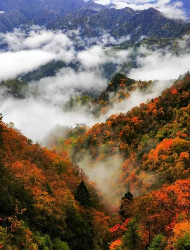 太洋公路已通车！去黄柏塬赏秋现在就出发！