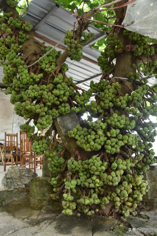 红崖天书，黄果树旁边的免费小众景点，千百年来身世成谜！