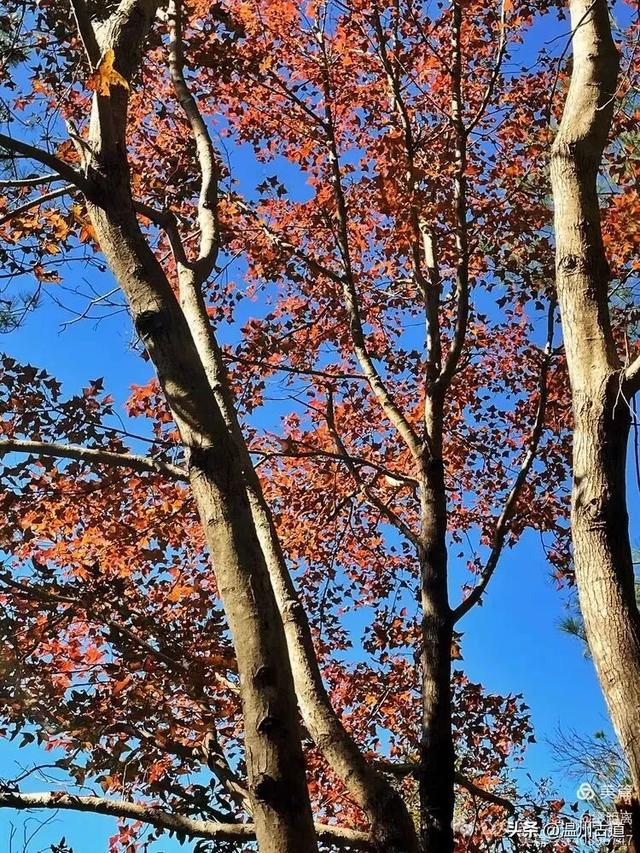 醉美林坑晒秋!这条连接两个避世古村落的省一级古道,周末可走起