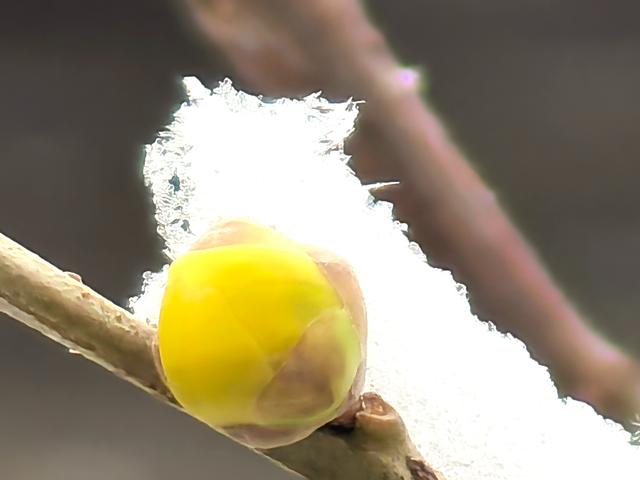 超惊喜——你想要的踏雪寻梅，安排！