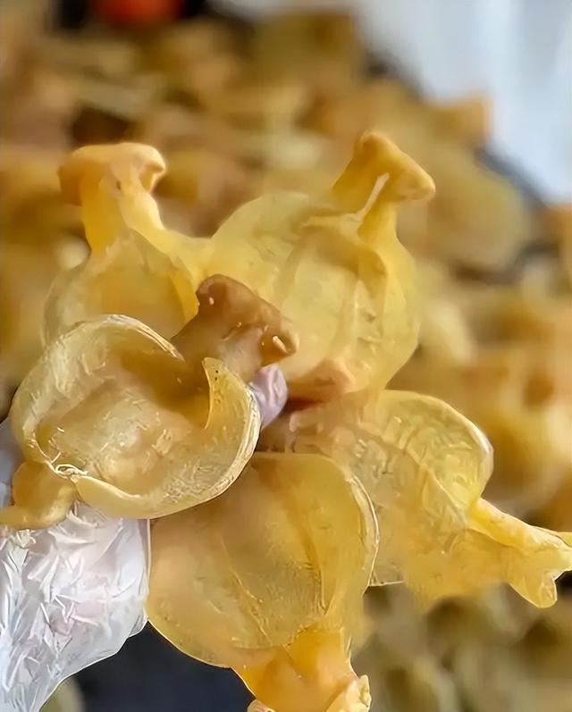 长长一条花胶 2025年一条花胶大约有多少克