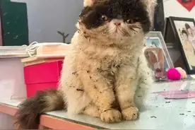 带宠物猫回老家过年，猫躲灶里烤火，被烧了，毛焦了图片