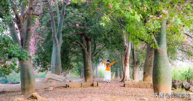 这个鲜花盛开的地方，去过的人都说好！
