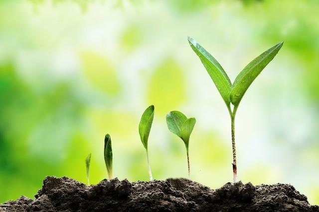 产品生命周期的全面解析及管理策略