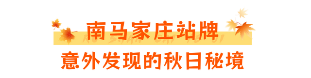 当秋风吻过乳山：一场关于色彩与治愈的漫步指南