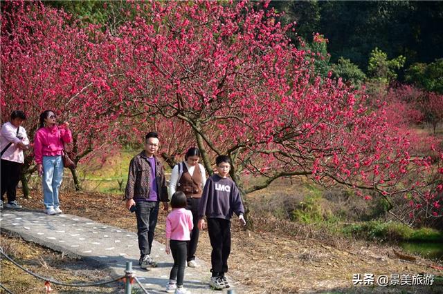 宏图大展正当时 佛山三水“世外桃源”万株桃花盛放迎客