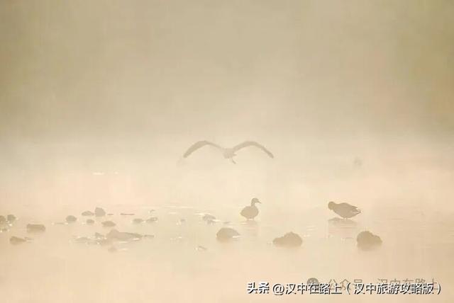 汉中汉江湿地晨景绝了！薄雾锁江，鸟戏江波，宛如仙境！