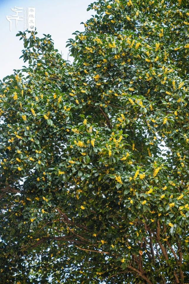 花样秦淮｜秋桂