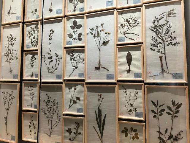 秦岭深处藏“地质史诗”！这座博物馆，藏着华夏龙脉的亿年密码