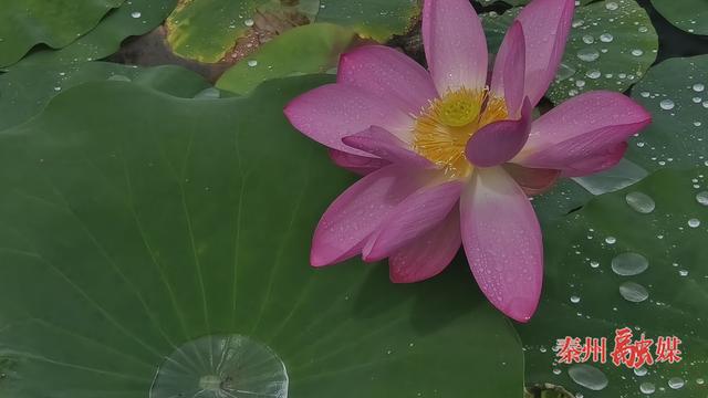 亭亭清荷韵满塘 悠悠碧水凉意浓