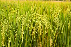 转基因大豆油有害且致癌？工程院院士：超80%国人吃过转基因食品图片