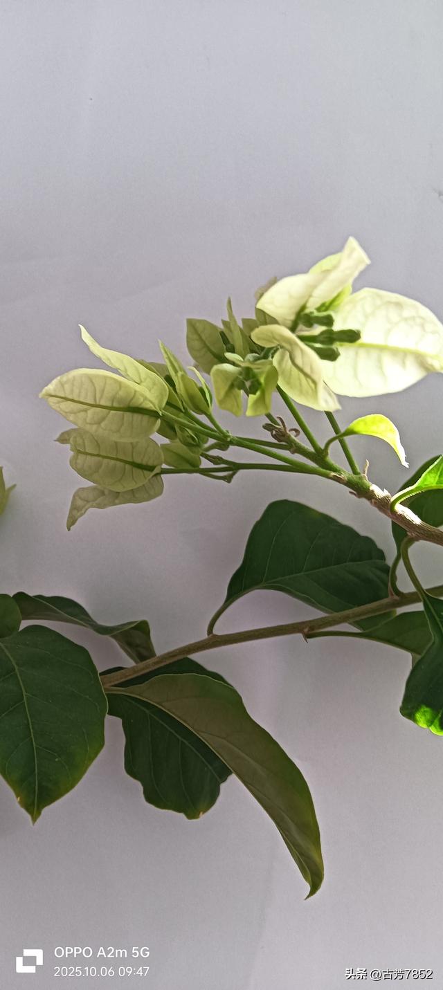 梦里的时光