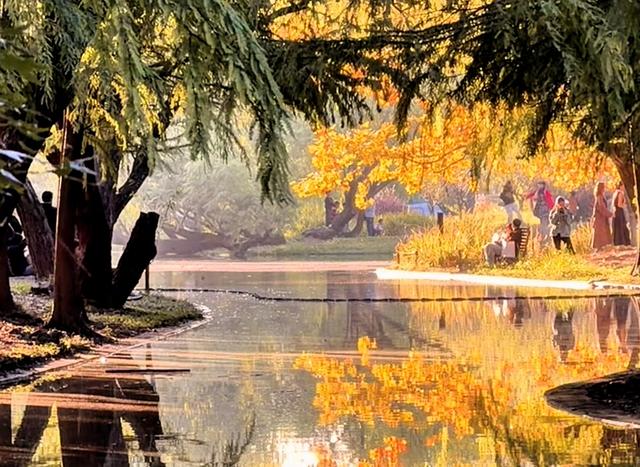 上海共青森林公园秋日攻略：5处精华点位+避坑指南，打卡油画秋景