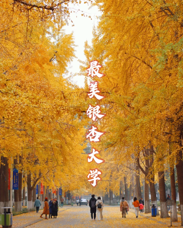 成都周边“天花板”级的银杏园，闯进金色秋日童话世界，拍照超美