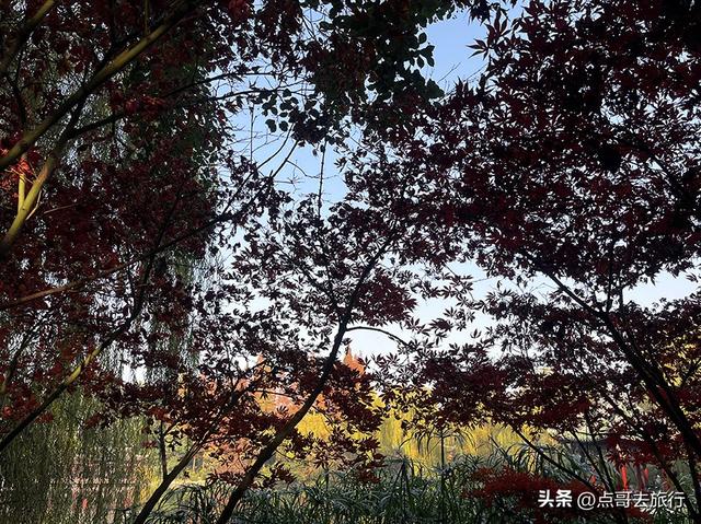 成都被私藏的彩林公园，流金溢彩，充满老城烟火气，地铁公交直达