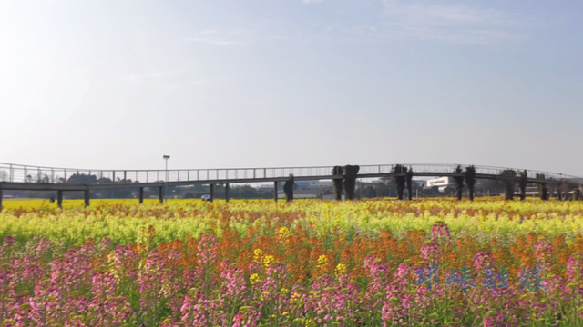 春暖花开！邛崃油菜花海已上线