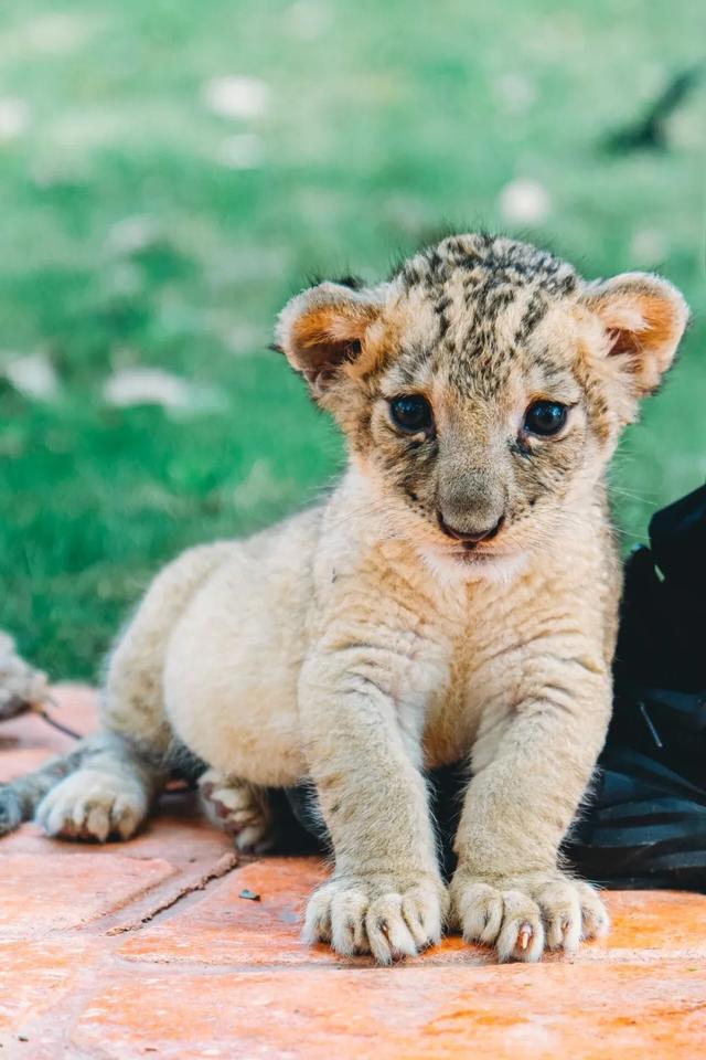 【萌狮叫醒服务】上线!快来给“最萌查房官”取个神仙名字吧!