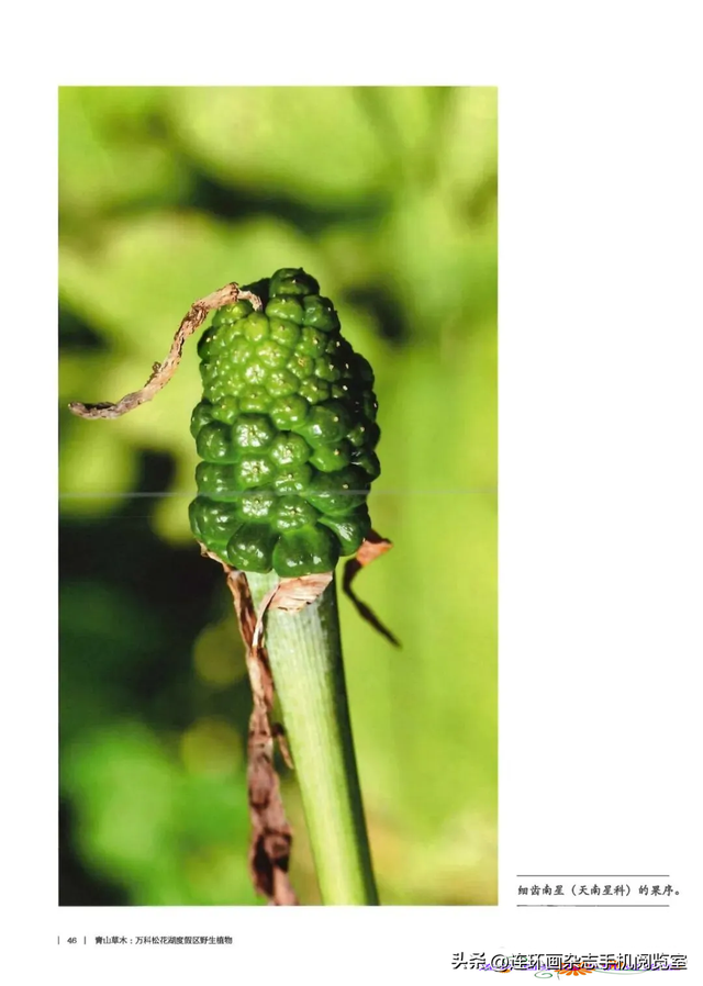 《青山草木》页选03
