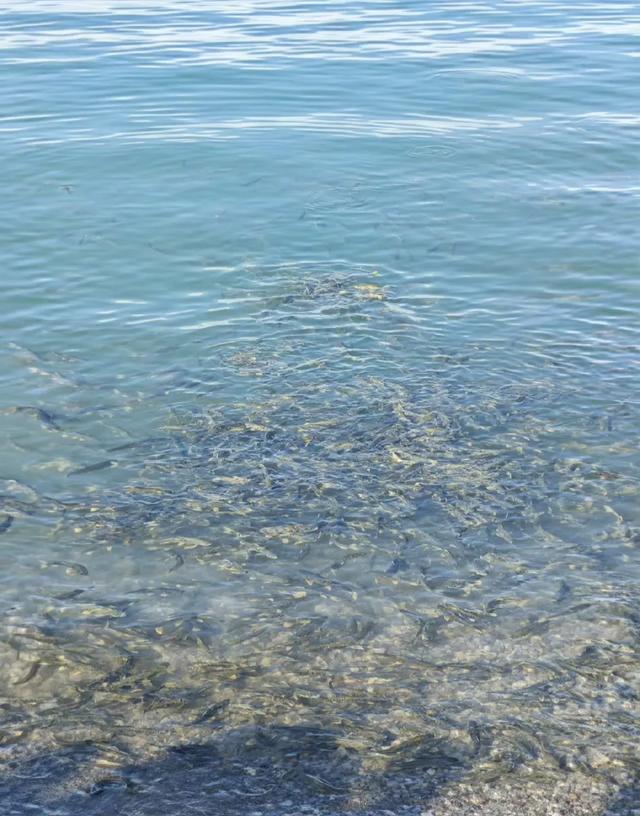 夏日里的青海湖 :花正黄,水正清,天正蓝…